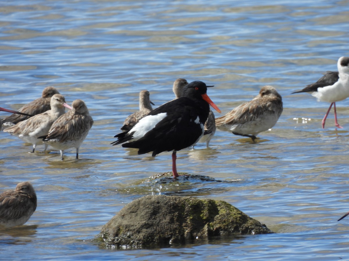 Длинноклювый кулик-сорока - ML640552630