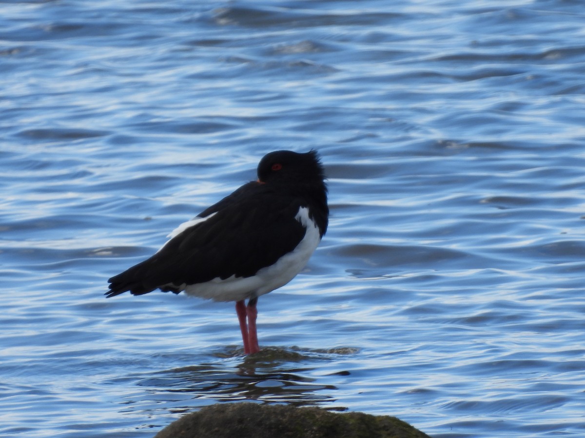 Длинноклювый кулик-сорока - ML640552631