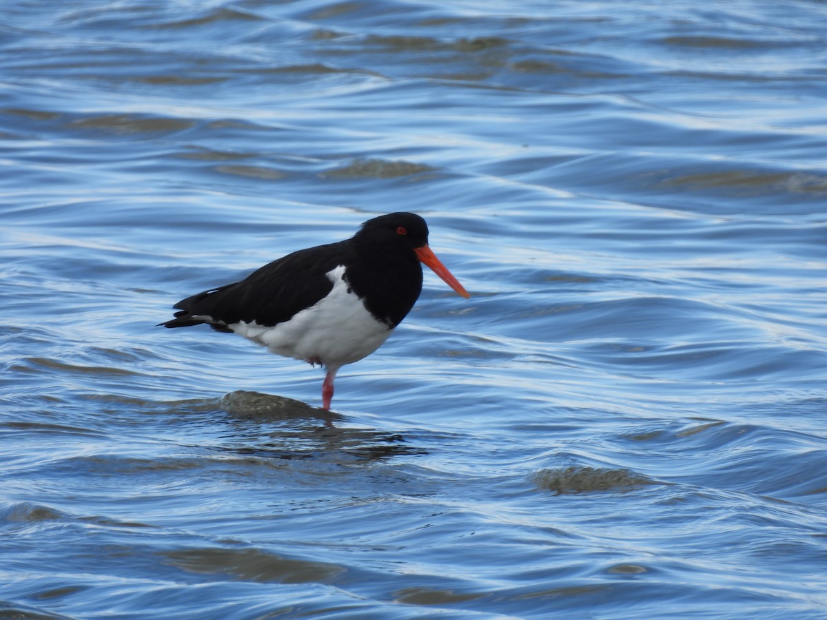 Длинноклювый кулик-сорока - ML640552639