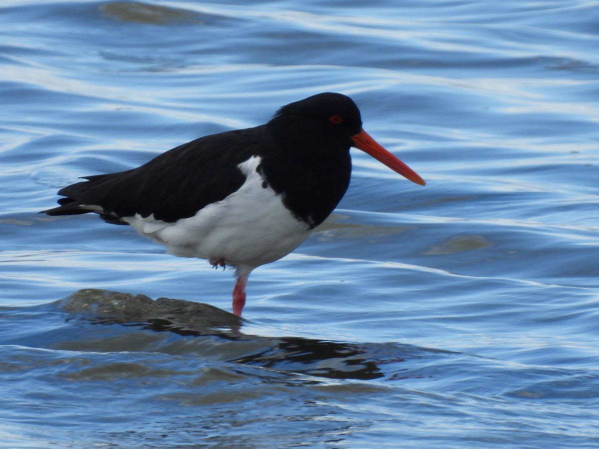 Длинноклювый кулик-сорока - ML640552641