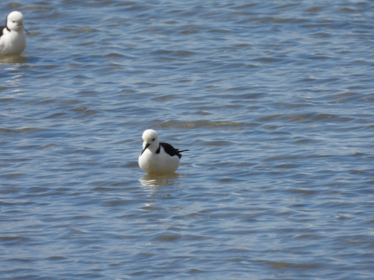 Австралийский ходулочник - ML640552654