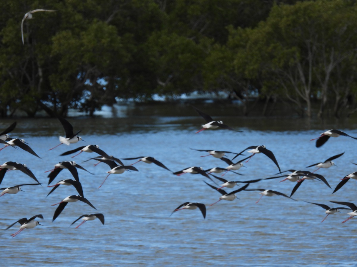 Австралийский ходулочник - ML640552658