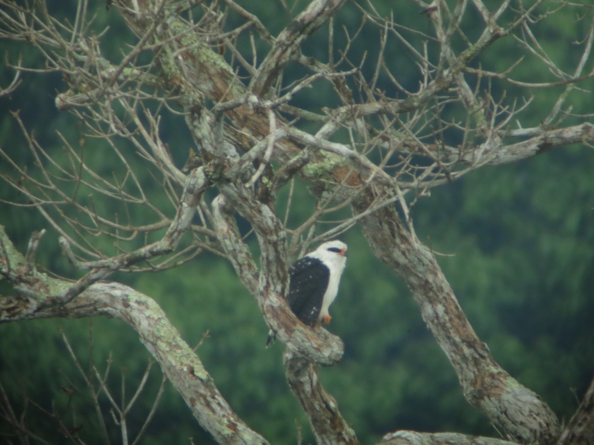 Black-faced Hawk - ML640552659