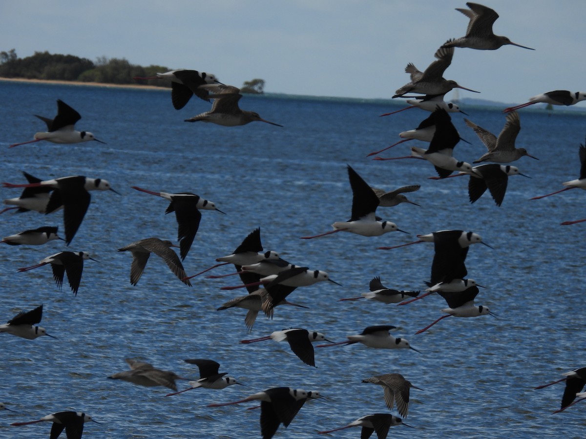 Австралийский ходулочник - ML640552660