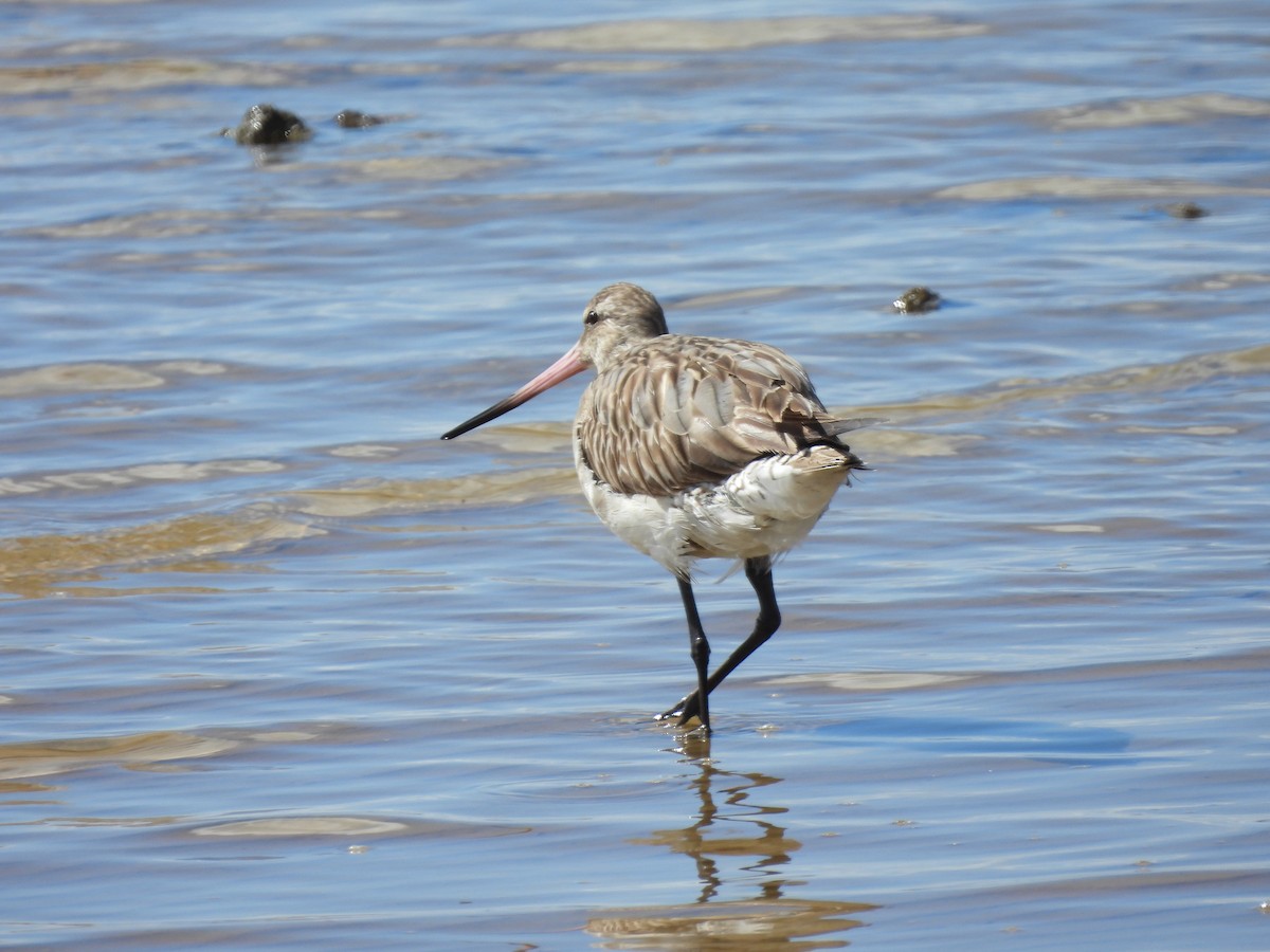 Малый веретенник - ML640552680
