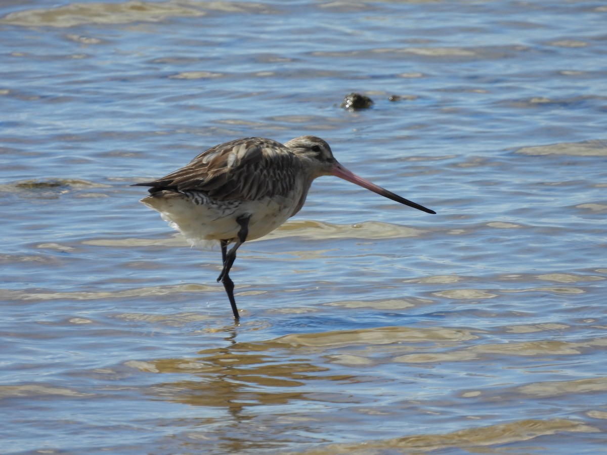 Малый веретенник - ML640552693