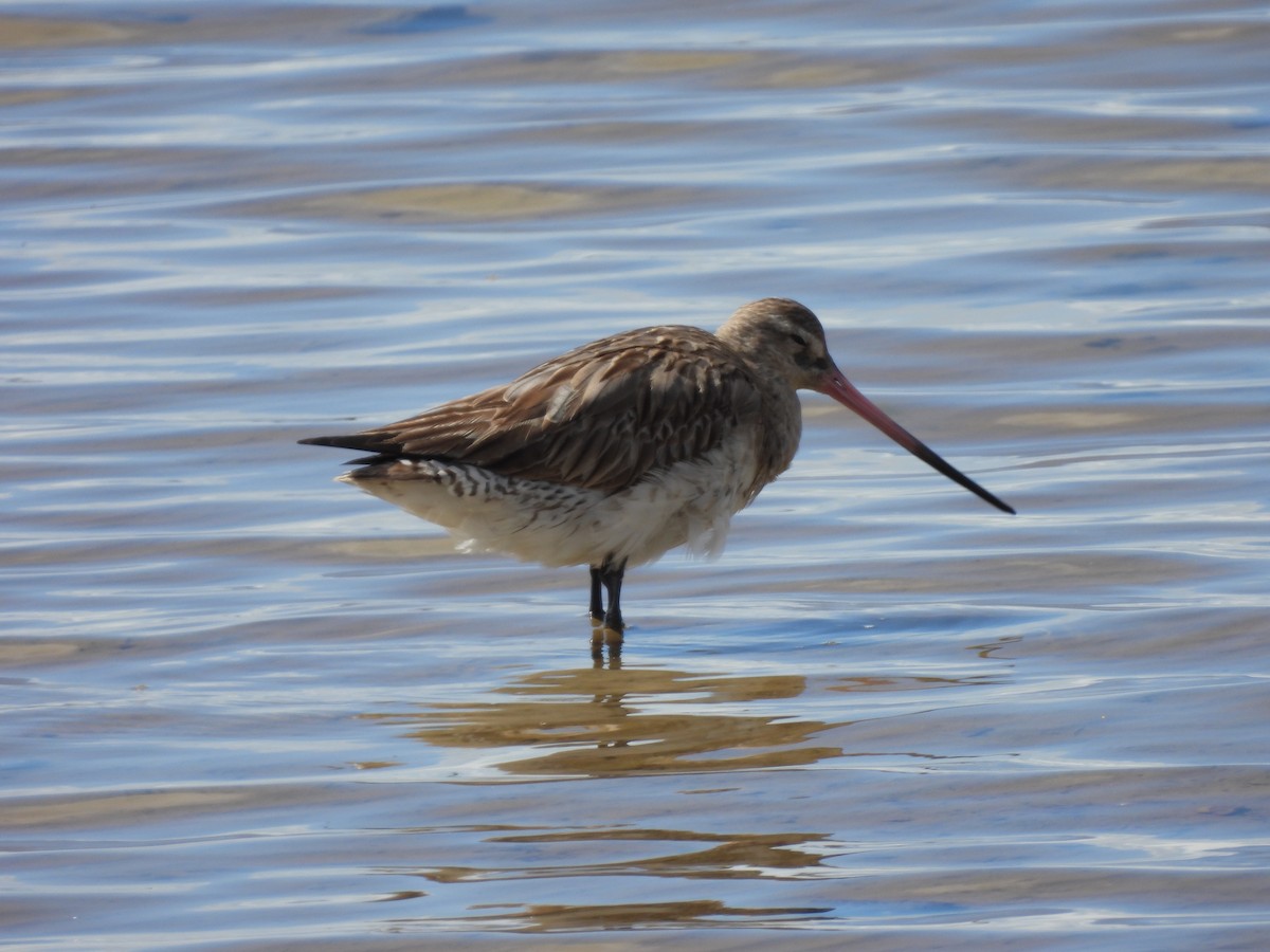 Малый веретенник - ML640552695