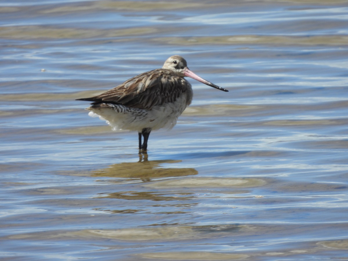 Малый веретенник - ML640552701