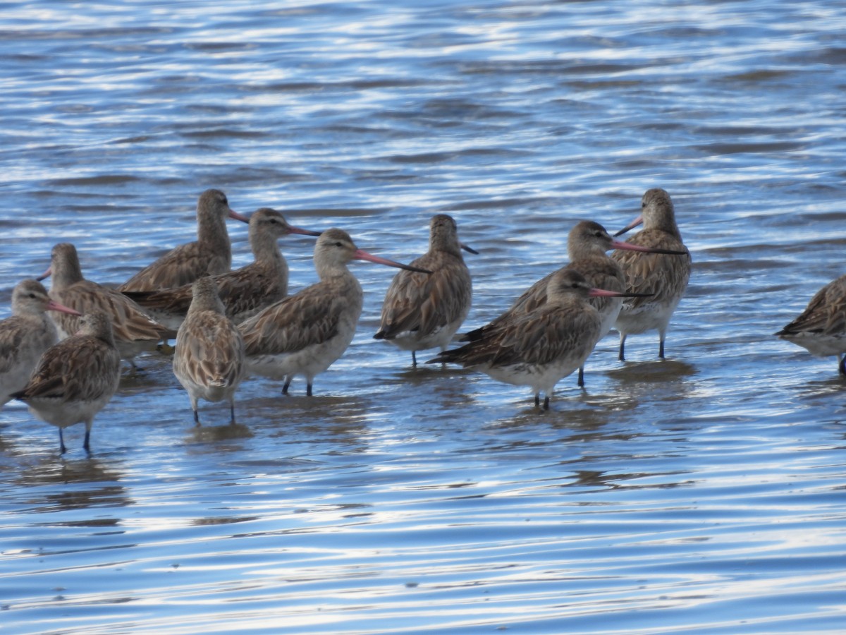 Малый веретенник - ML640552713