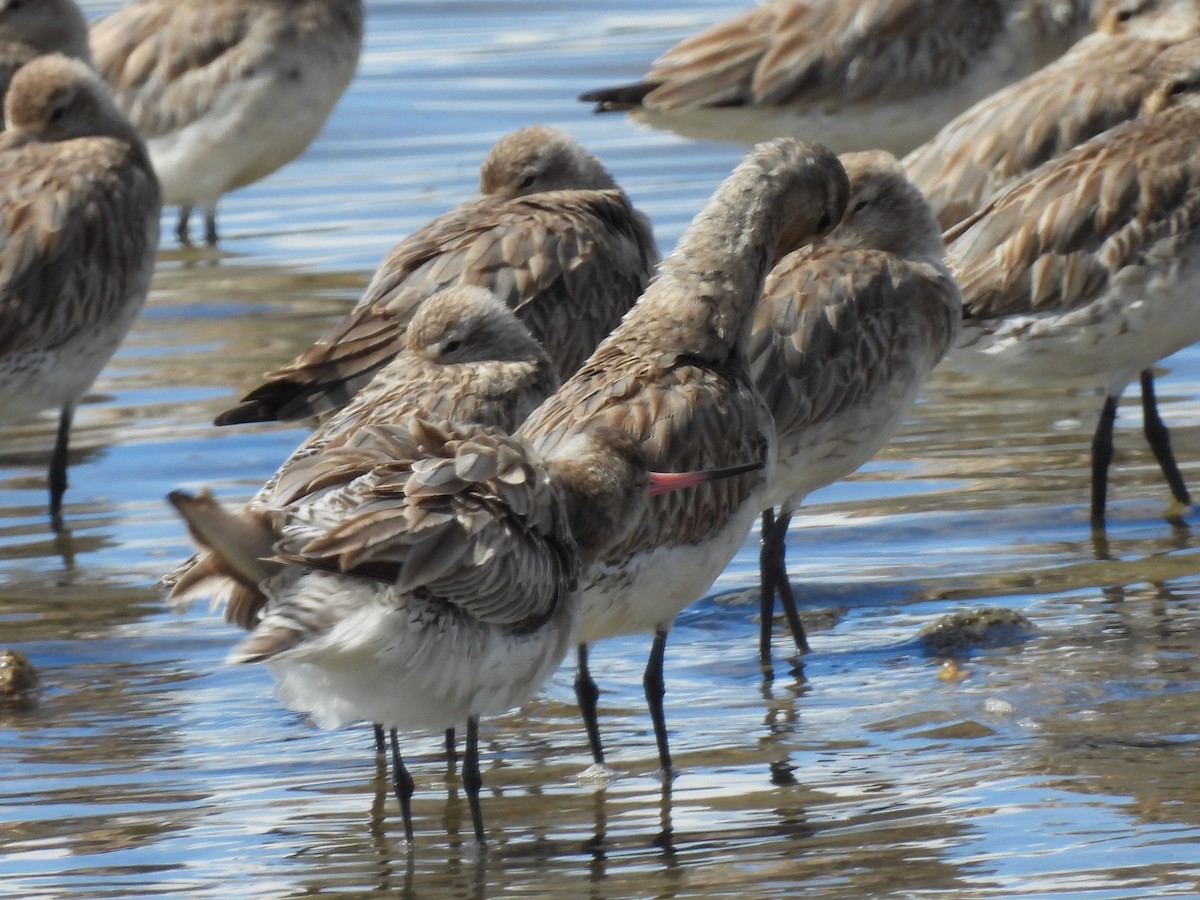 Малый веретенник - ML640552725