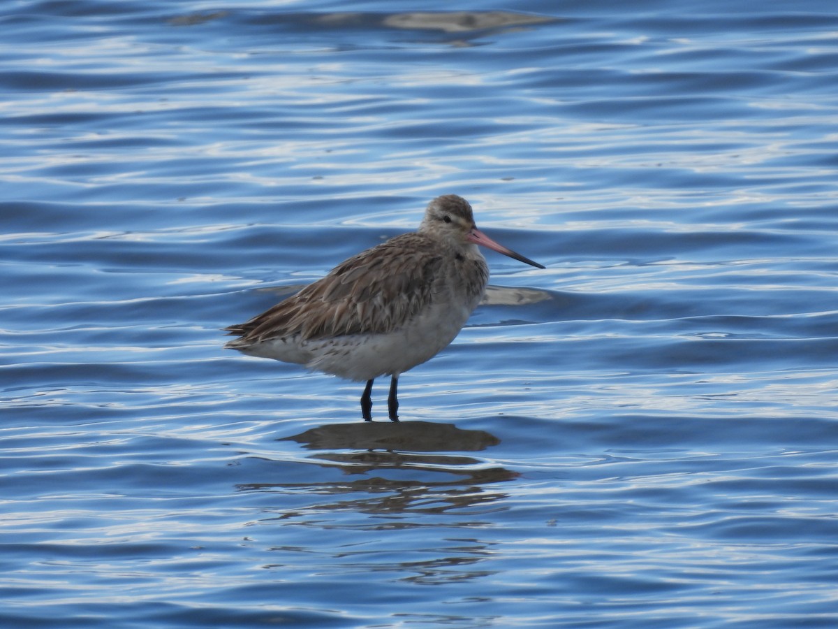 Малый веретенник - ML640552731