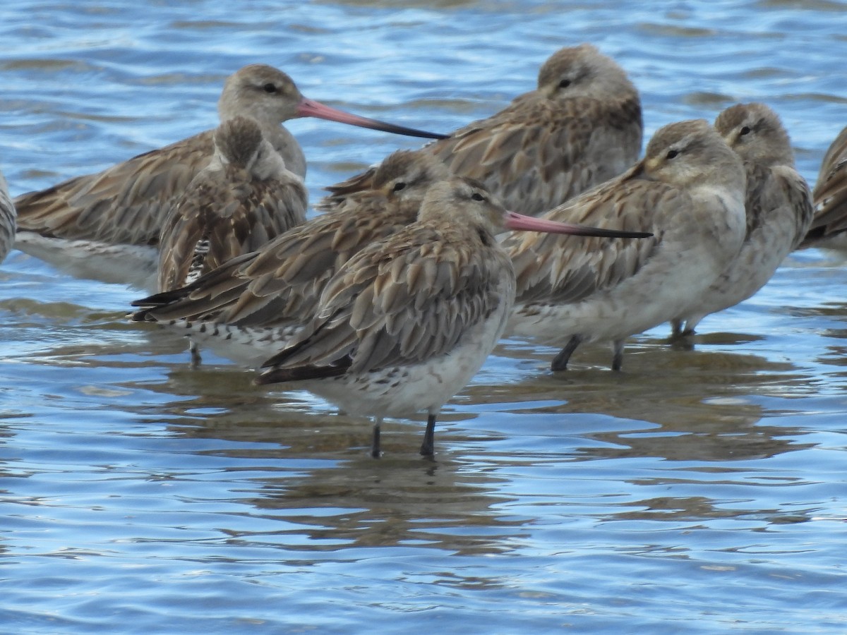 Малый веретенник - ML640552740