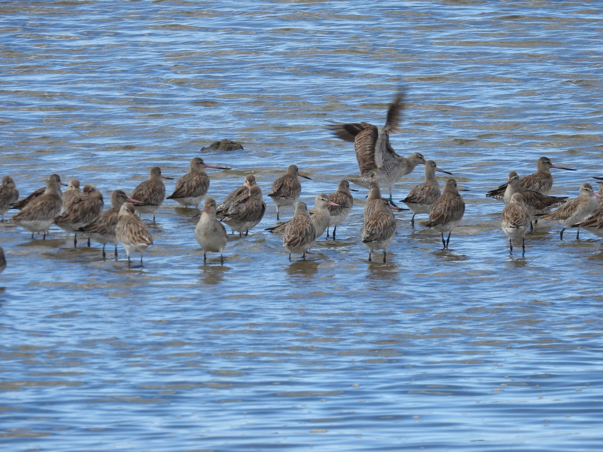 Малый веретенник - ML640552746