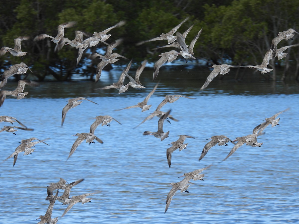 Малый веретенник - ML640552747