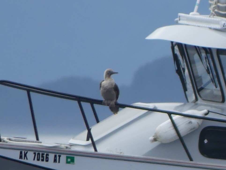 Red-footed Booby - ML640552751