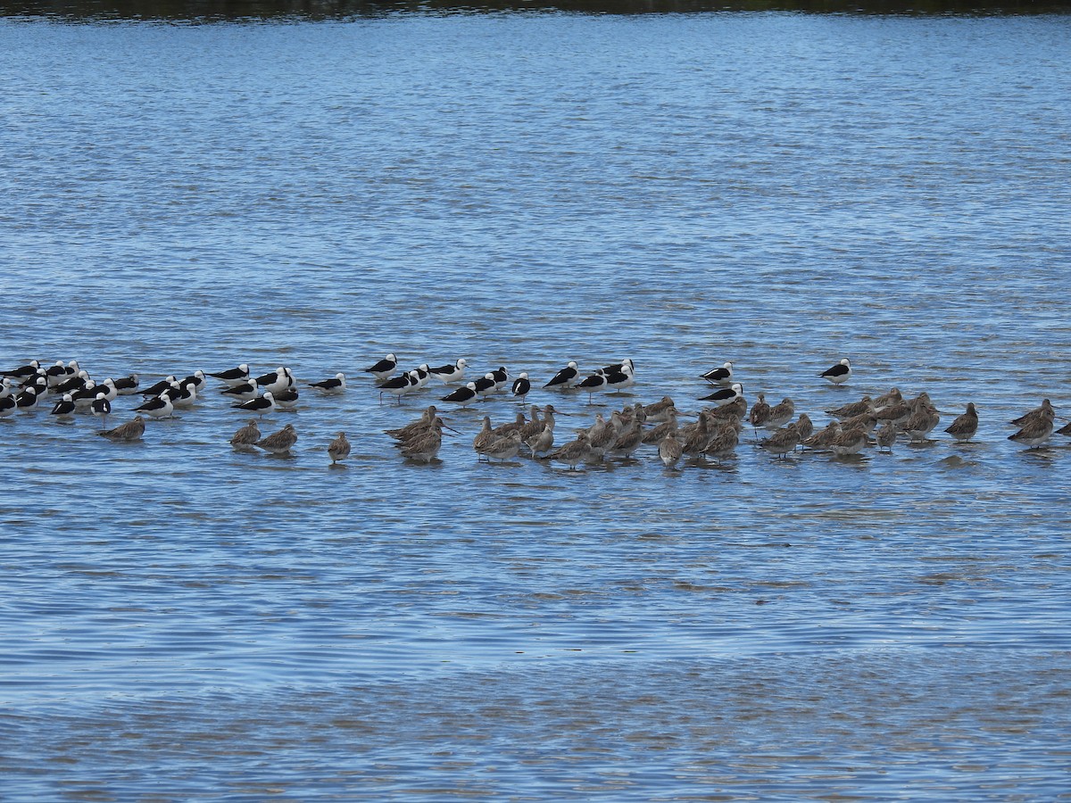 Австралийский ходулочник - ML640552758