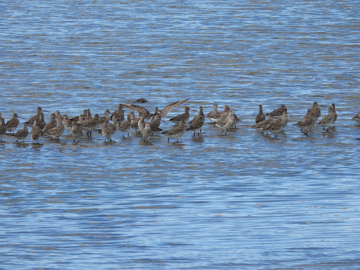 Малый веретенник - ML640552769