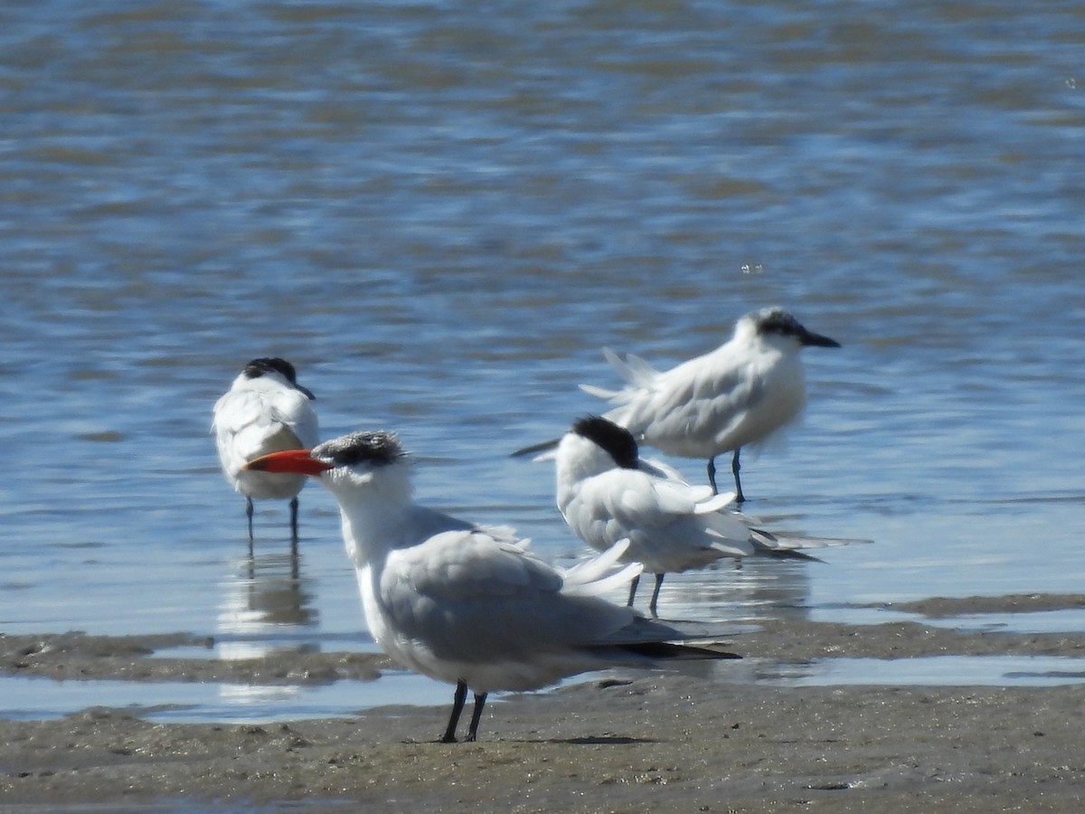 Чеграва - ML640552773