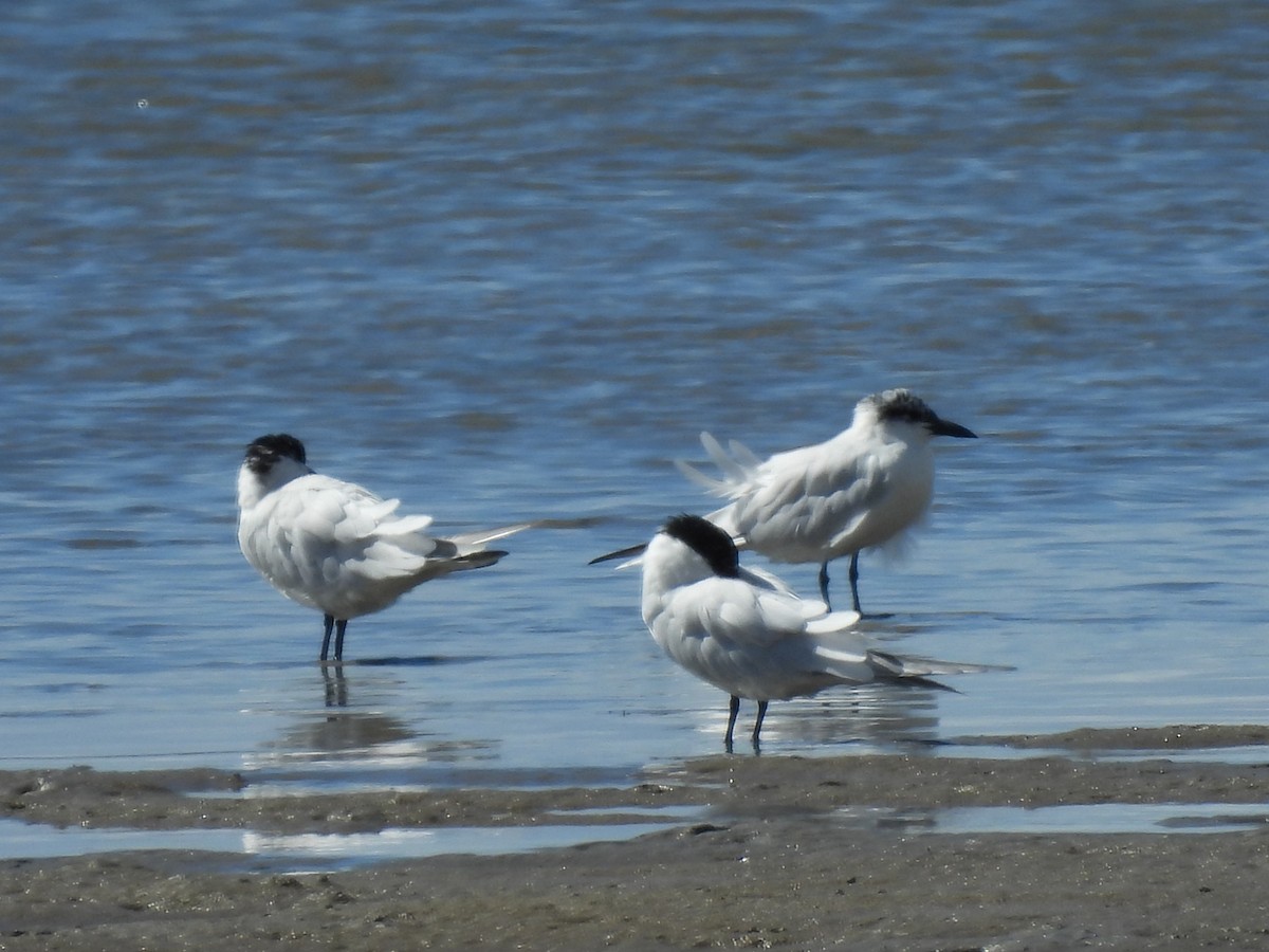 Australian Tern - ML640552782