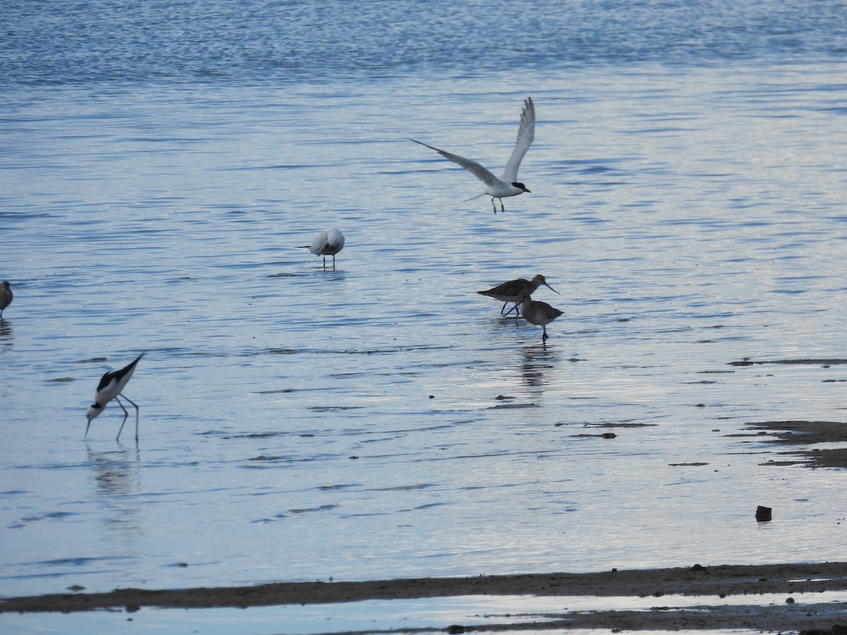 Australian Tern - ML640552784