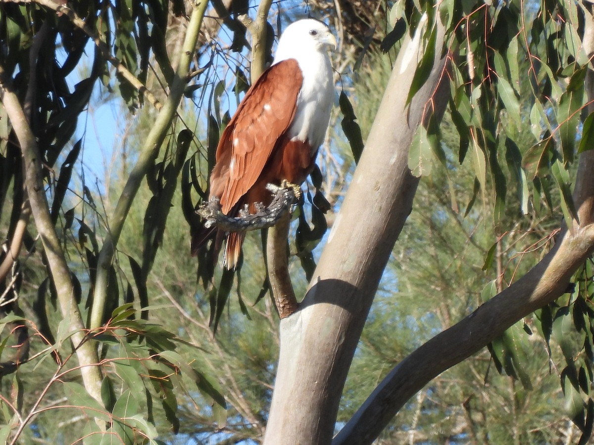 Brahminy Kite - ML640552829
