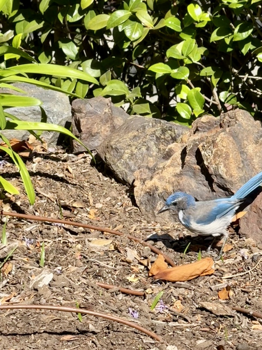 California Scrub-Jay - ML640552858