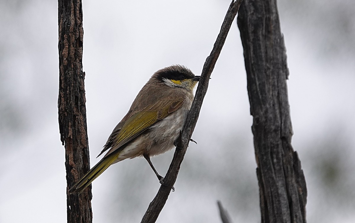 Singing Honeyeater - ML640552861