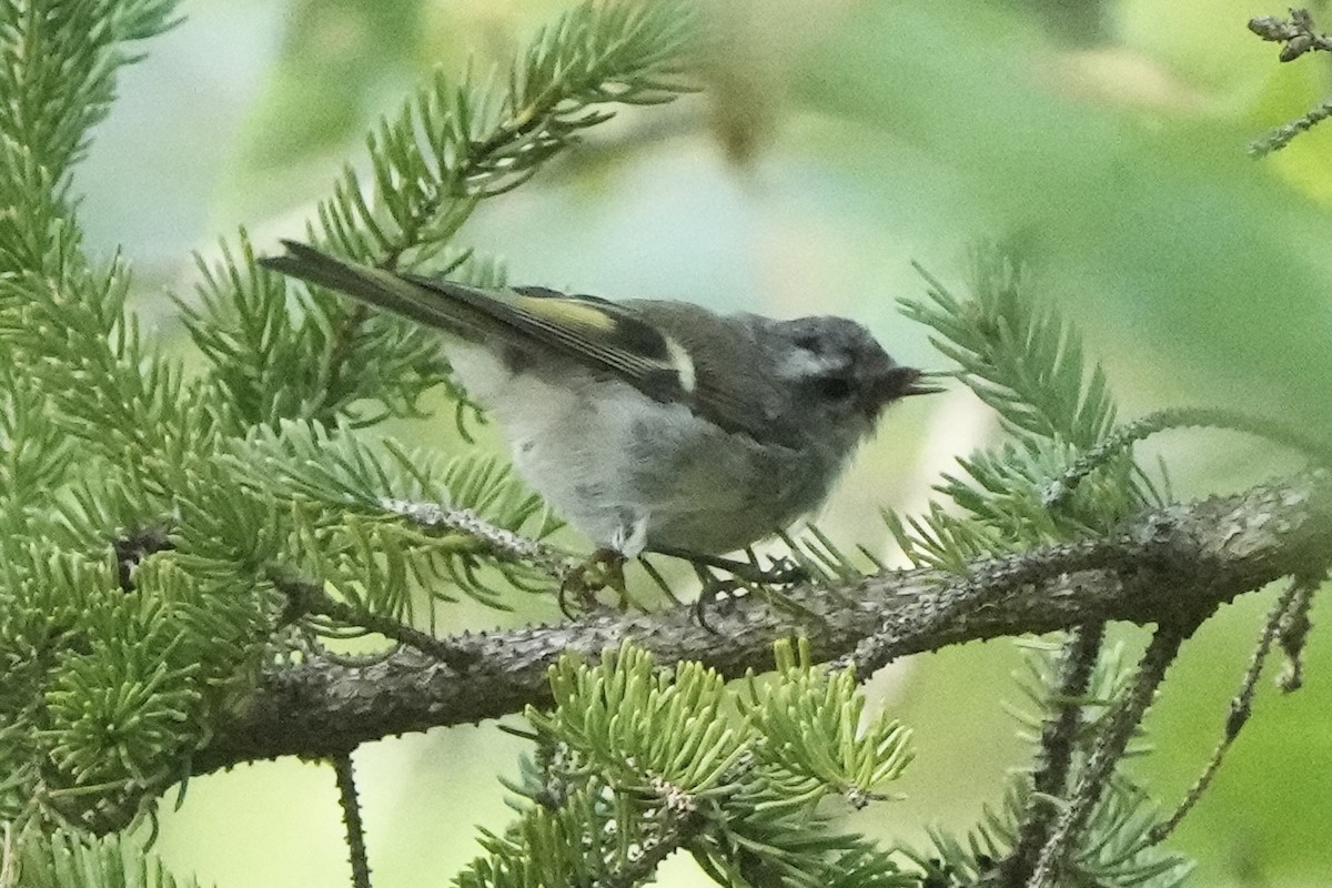 Golden-crowned Kinglet - ML640552864
