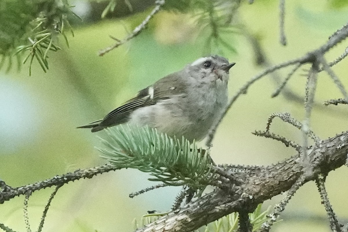 Golden-crowned Kinglet - ML640552865
