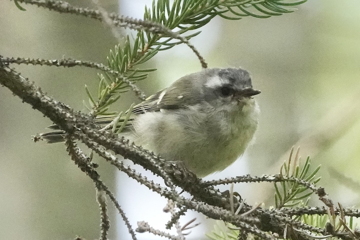 Golden-crowned Kinglet - ML640552866