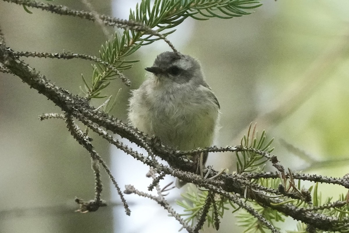 Golden-crowned Kinglet - ML640552867