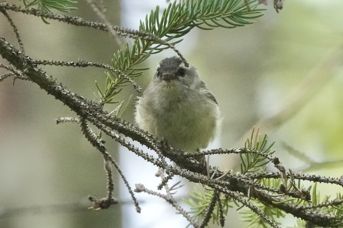 Golden-crowned Kinglet - ML640552868