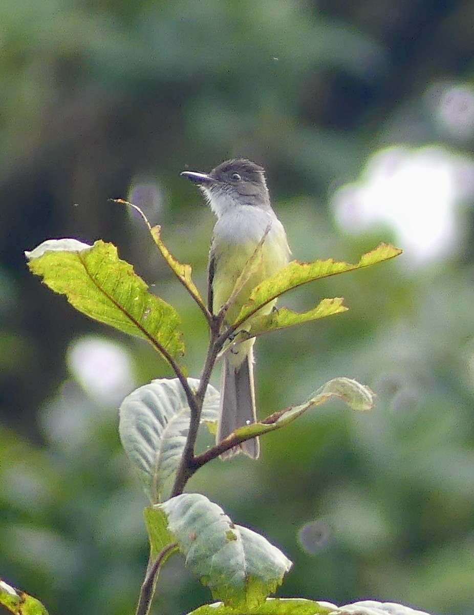 Dusky-capped Flycatcher - ML640552870