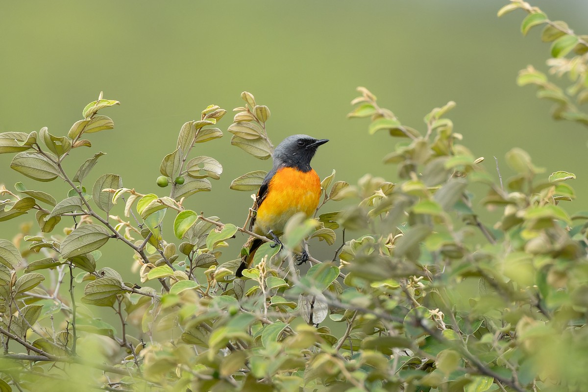 Small Minivet - ML640552872