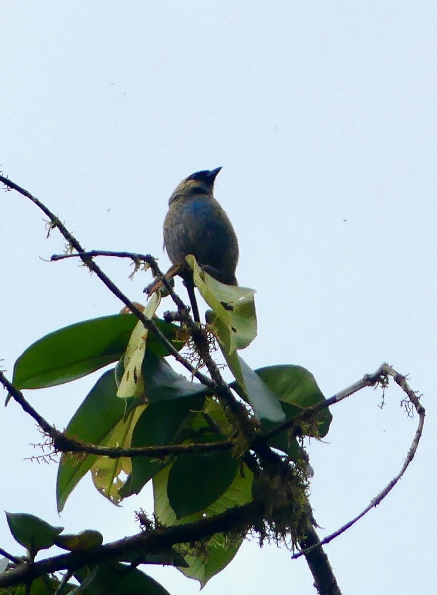 Metallic-green Tanager - ML640552876