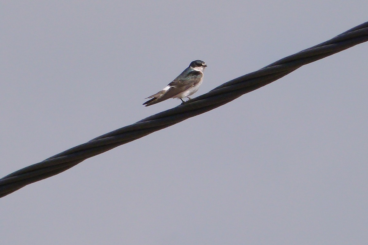 White-rumped Swallow - ML640552878