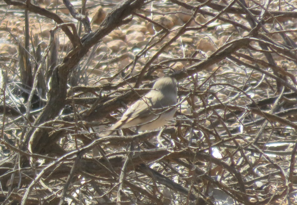 Chestnut-rumped Thornbill - ML640552879