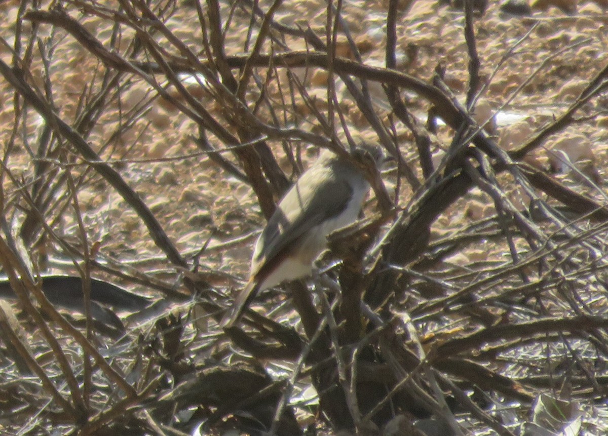 Chestnut-rumped Thornbill - ML640552880