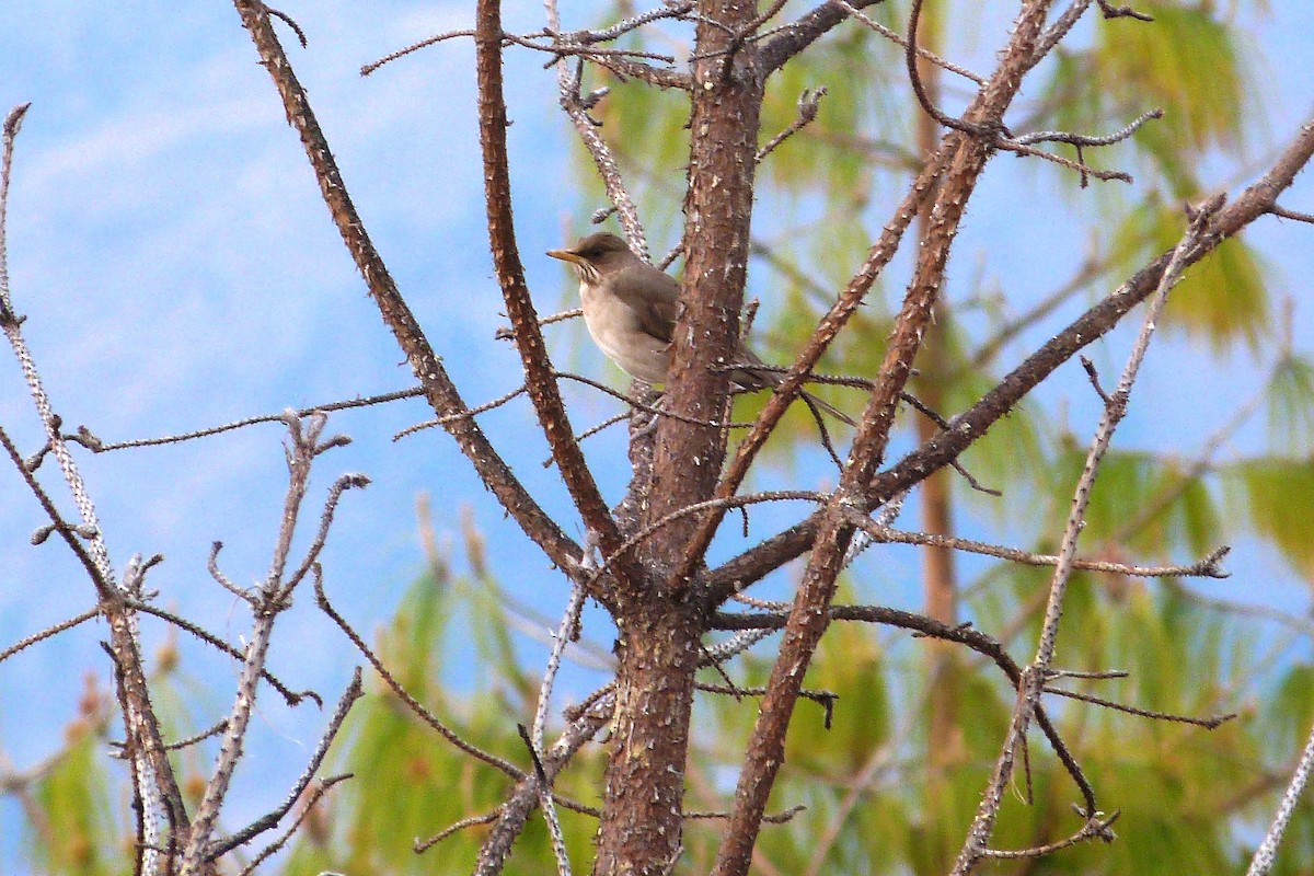 Creamy-bellied Thrush - ML640552881