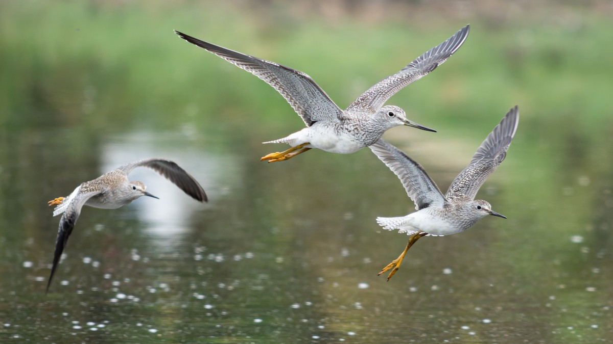 Greater Yellowlegs - ML640552938