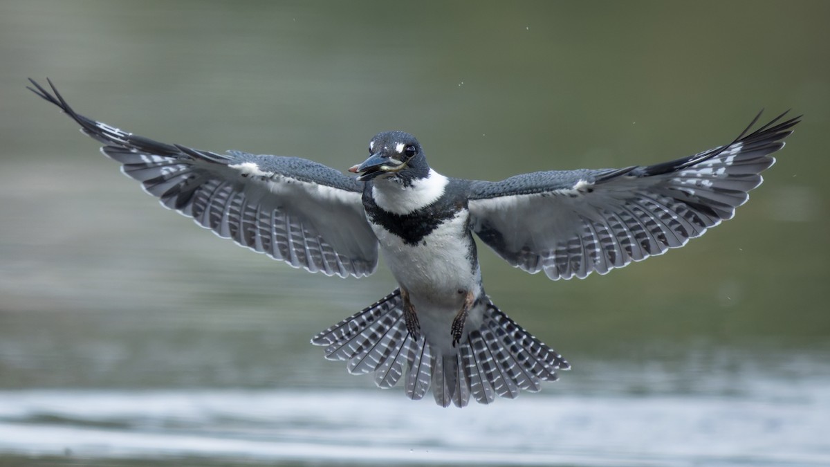 Belted Kingfisher - ML640552940