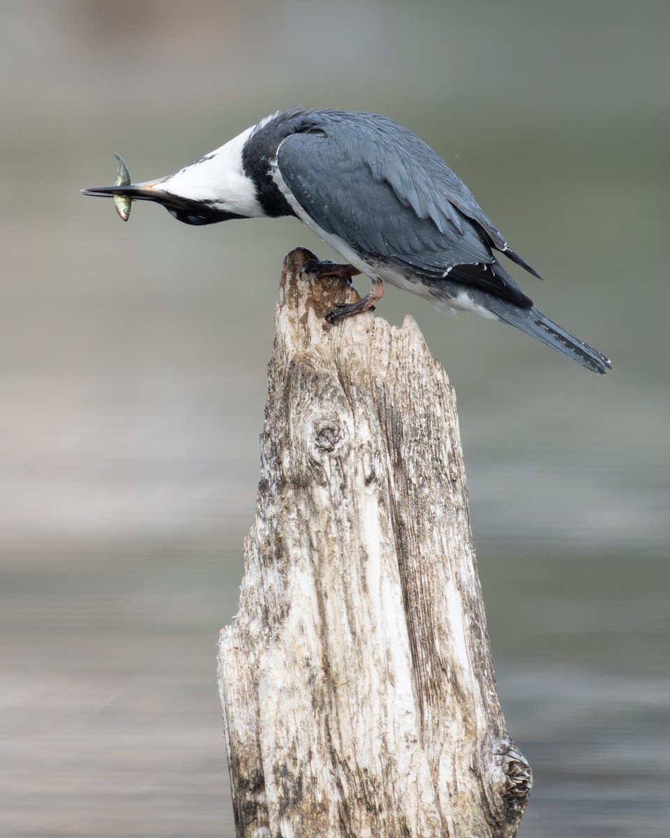 Belted Kingfisher - ML640552941