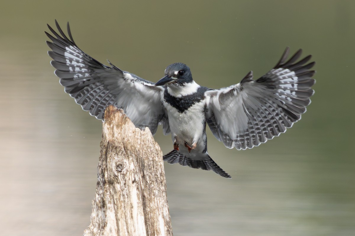 Belted Kingfisher - ML640552942