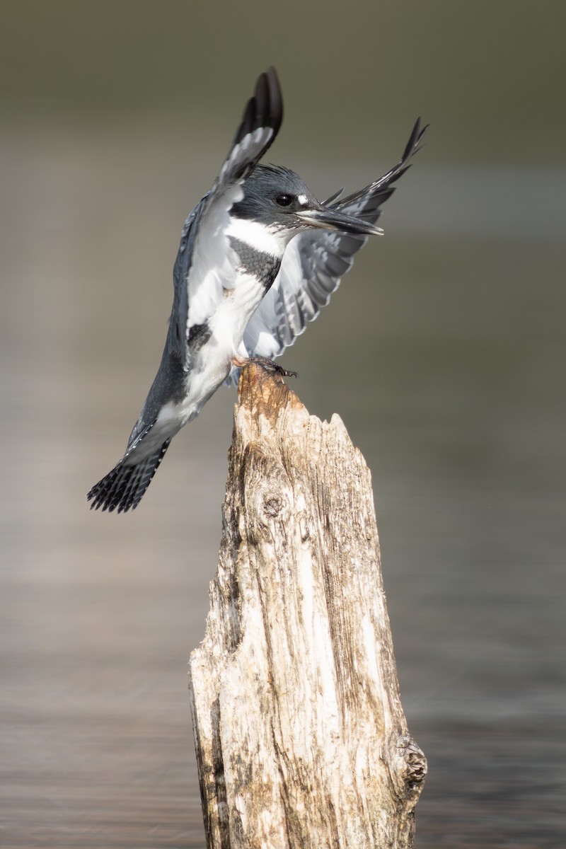 Belted Kingfisher - ML640552943