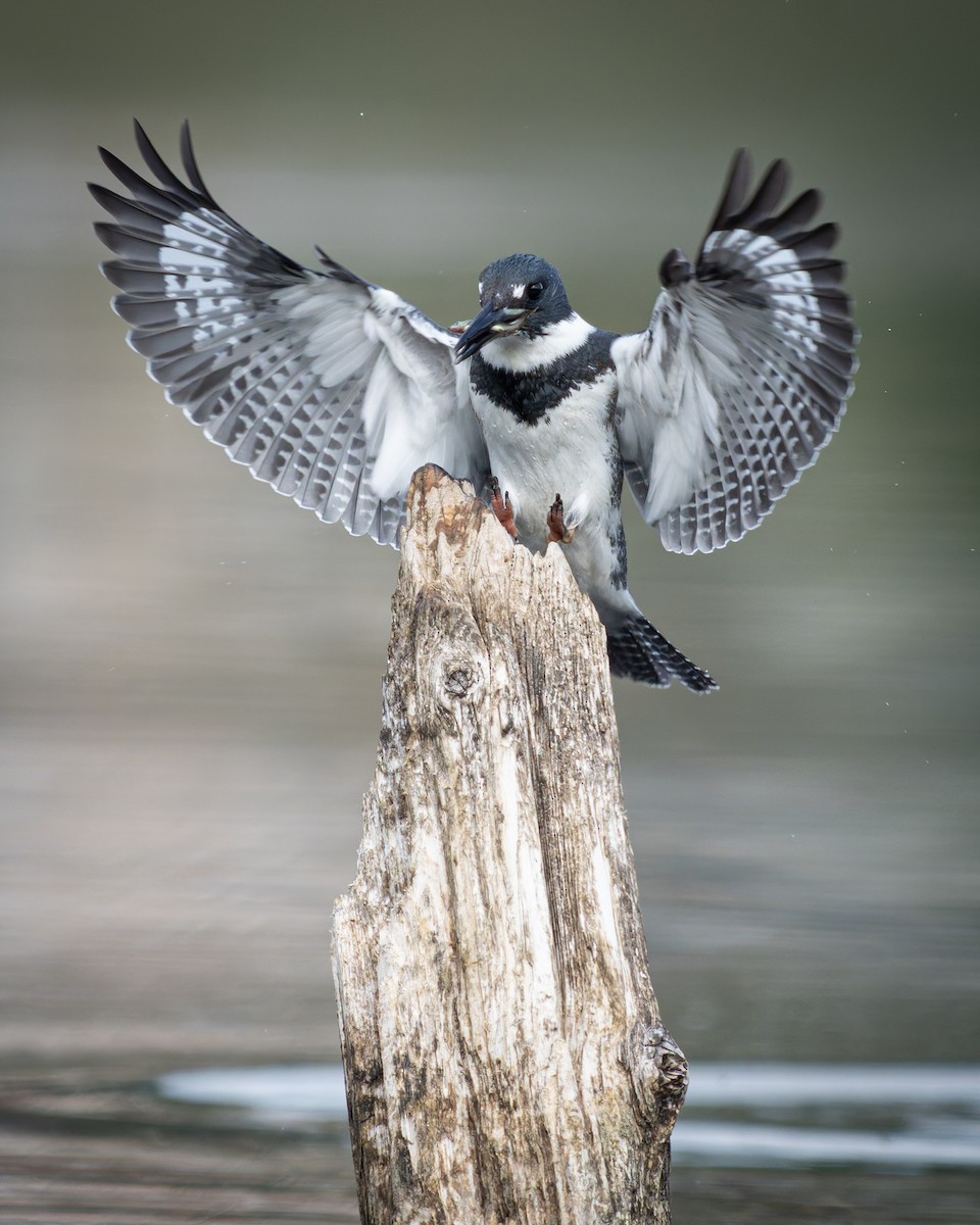 Belted Kingfisher - ML640552945