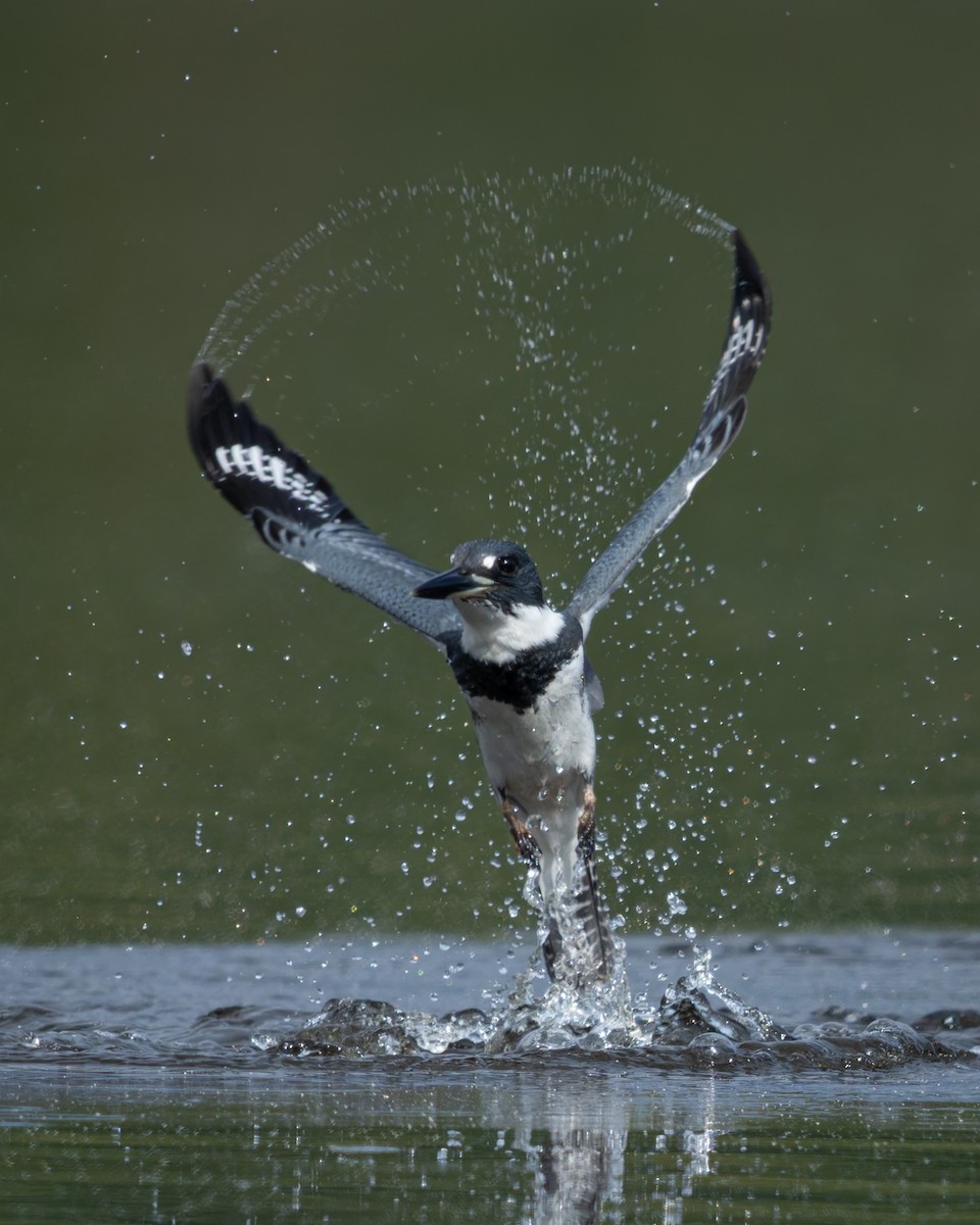 Belted Kingfisher - ML640552946