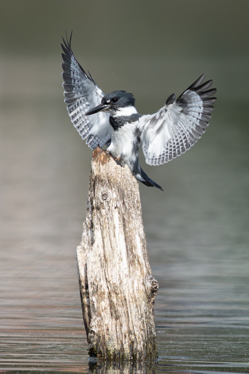 Belted Kingfisher - ML640552947