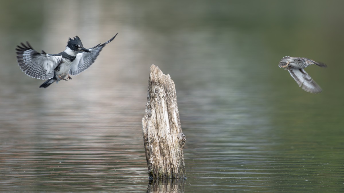Belted Kingfisher - ML640552948