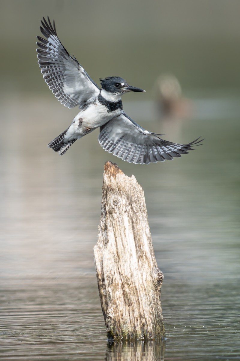 Belted Kingfisher - ML640552949