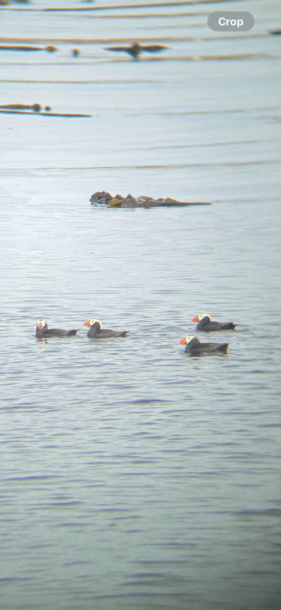Tufted Puffin - ML640552950